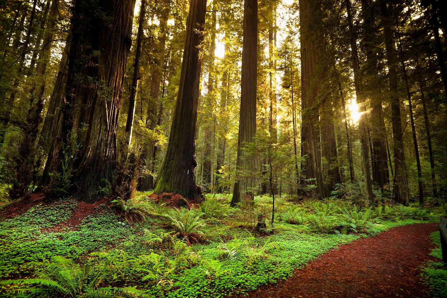 Humboldt County Redwoods - Scene 1